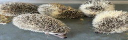 Pygmy Hedgehog rodents for sale: Baby African Pygmy hedgehogs  - Advert 4