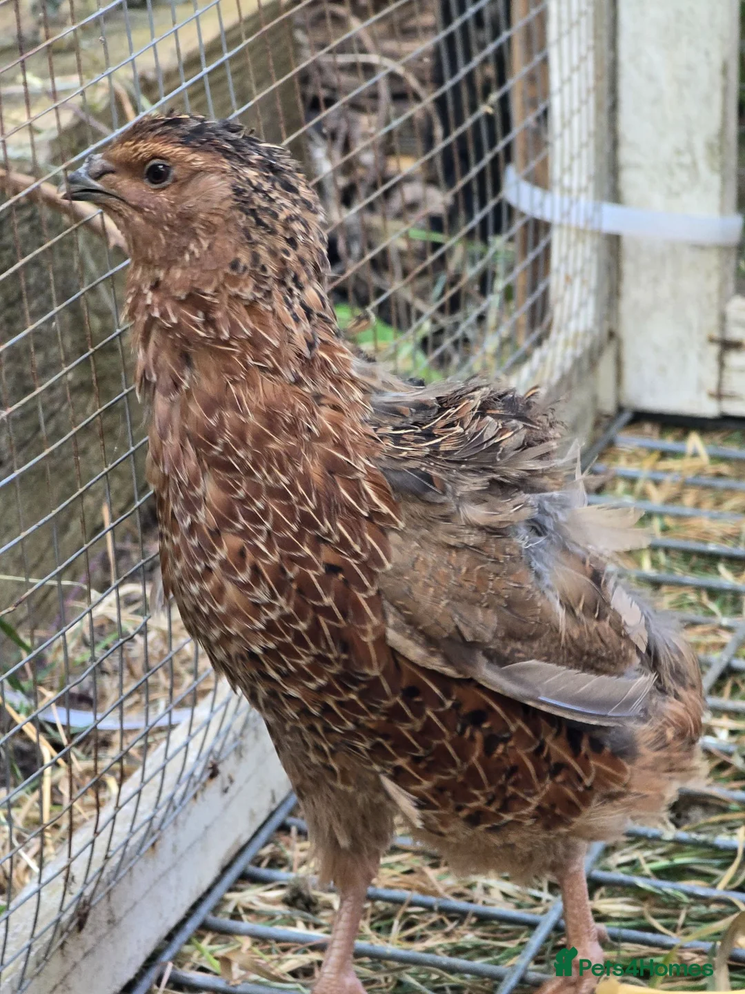 Quail poultry for sale: Coturnix Quail mixed colours, jumbo or celadon - Advert 1