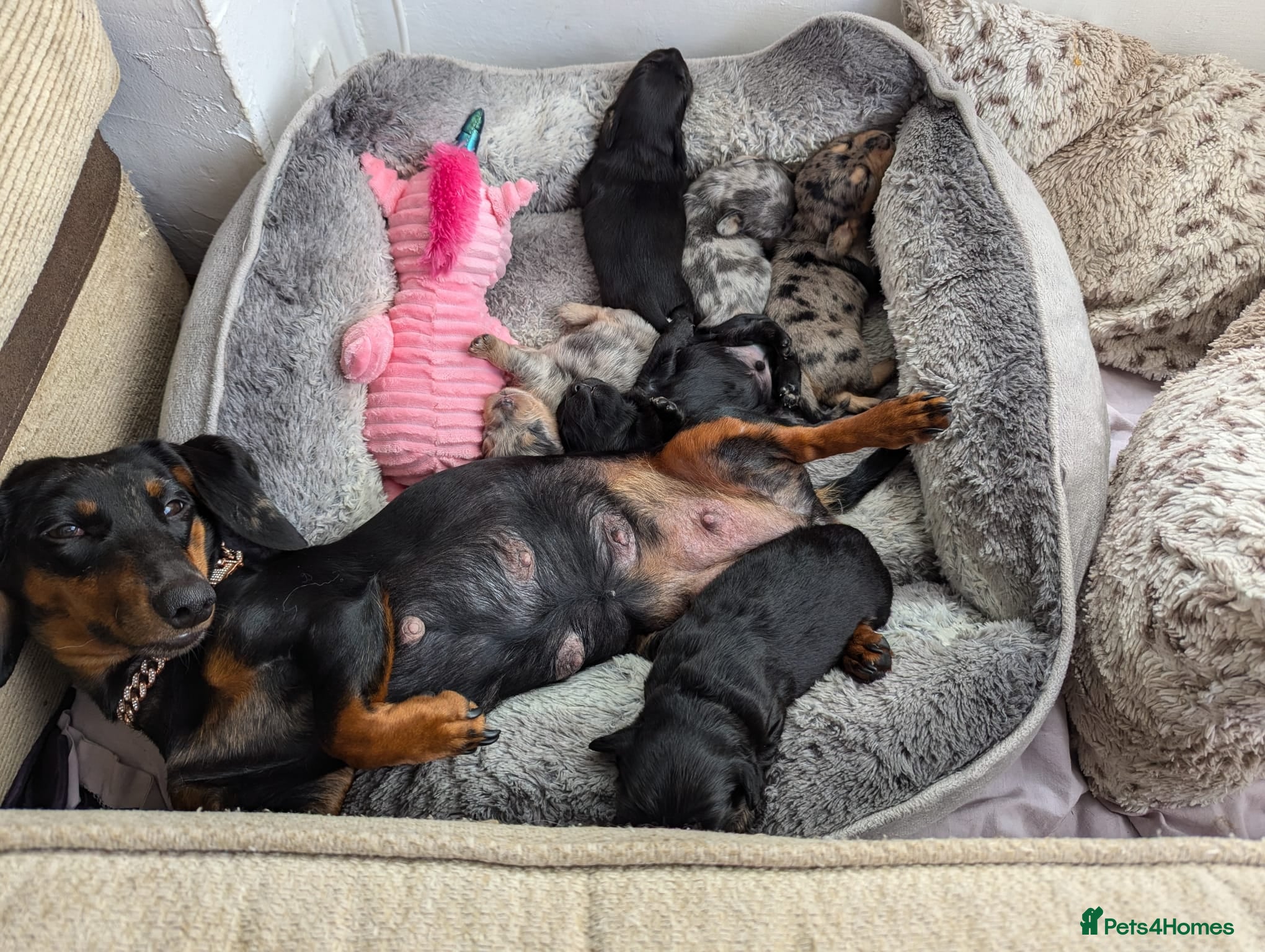Mixed Breed dogs 4 beautiful French dachshund available  - Advert 1