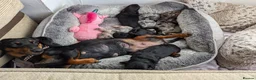 Mixed Breed dogs for sale: 4 beautiful French dachshund available  in Llanelli - Advert 1