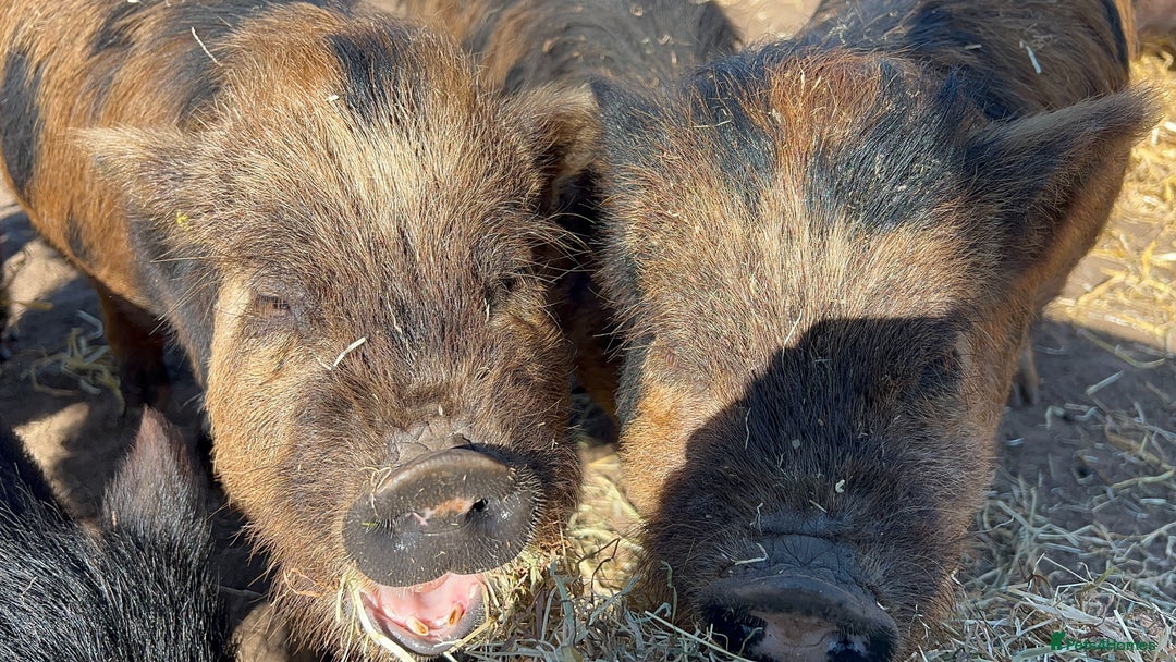 Pig livestock for sale: Kune kune cross, different ages/prices - Image 3