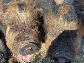 Pig livestock Kune kune cross boars and gilt - Advert 18