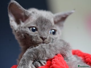 Devon Rex cats - Advert 1