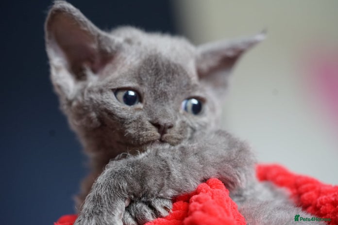 Devon Rex cats - Advert 1