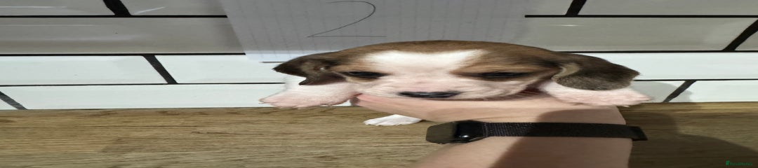 Beagle Puppy 2