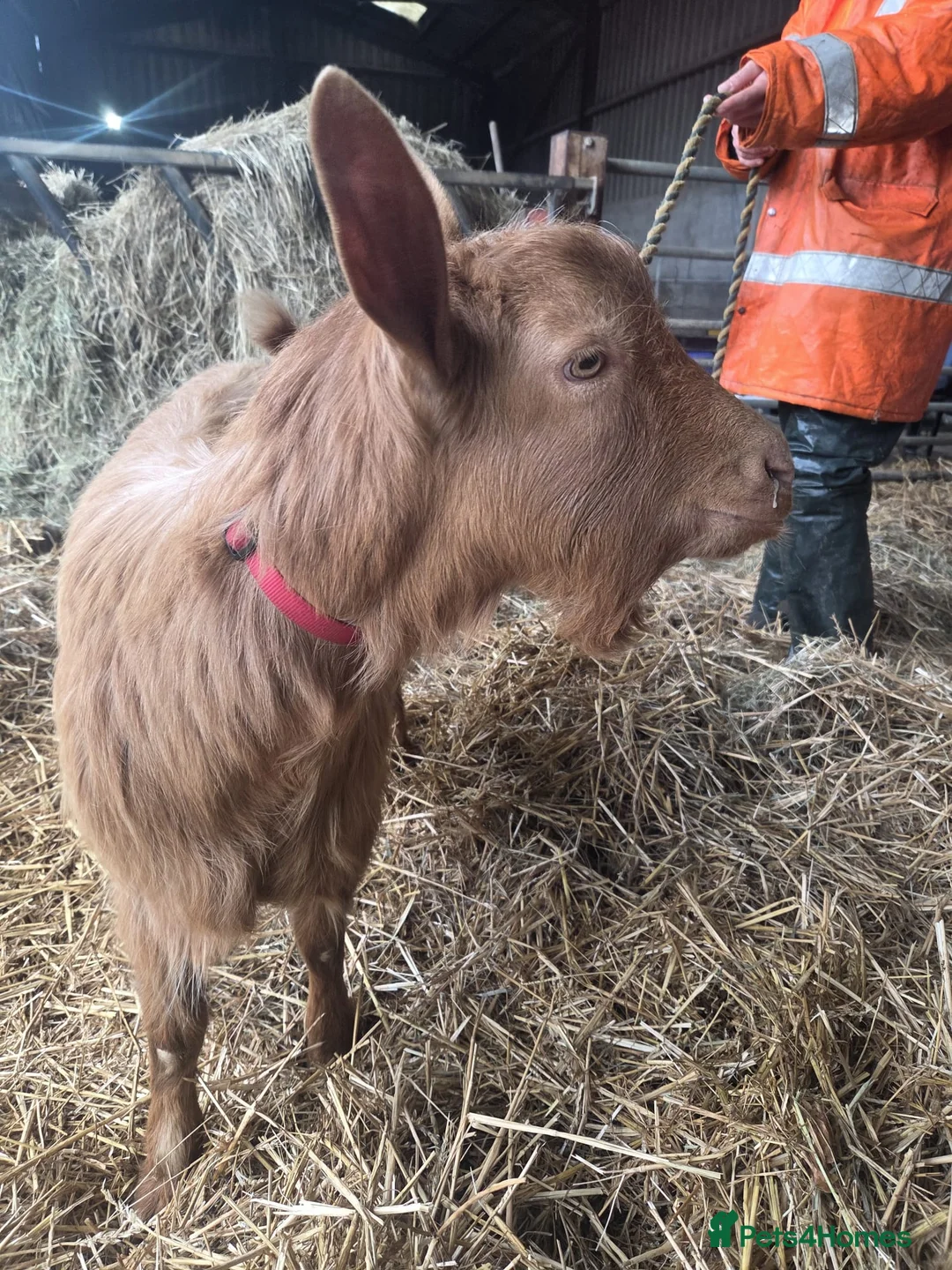 Goats livestock for sale: Royal Golden Guernsey  - Advert 4