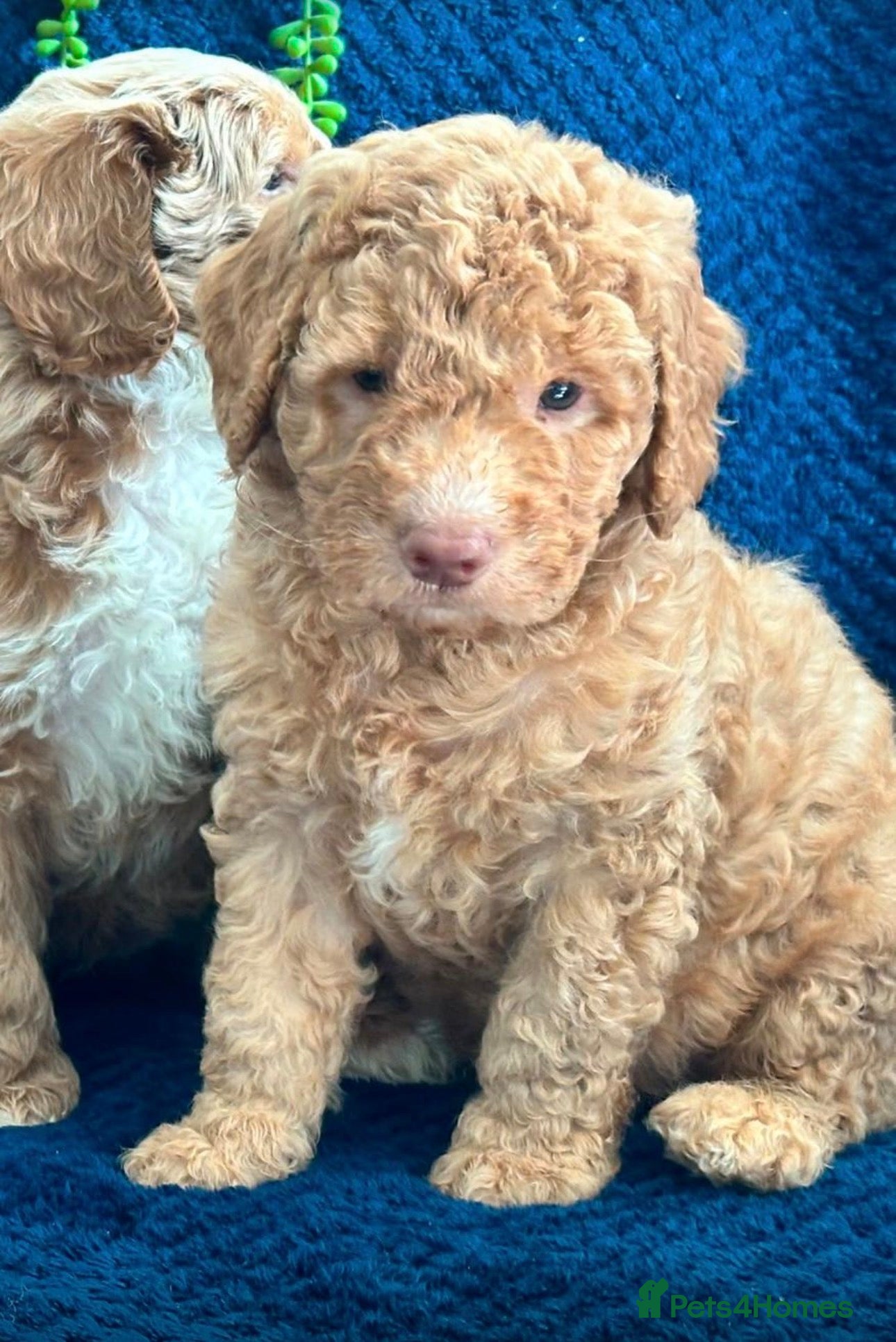 Australian Labradoodle dogs *ready now 🏡* Pure Australian labradoddle 4 boys  - Advert 2