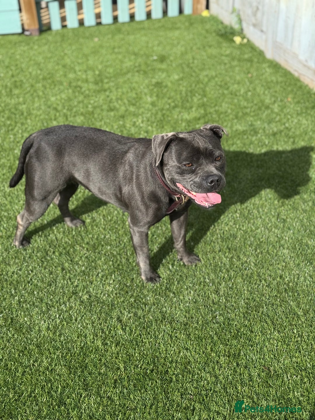 Staffordshire Bull Terrier dogs for sale: BLUE STAFFORDSHIRE BULL TERRIER BITCH  - Advert 1