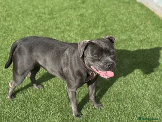 Staffordshire Bull Terrier dogs BLUE STAFFORDSHIRE BULL TERRIER BITCH - Advert 1