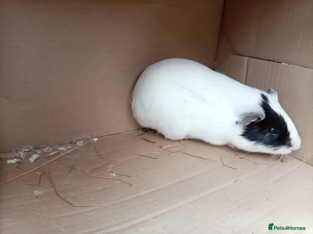 Guinea Pig rodents for sale: Male Guinea Pigs in Colchester - Advert 10