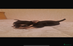 Chihuahua dogs for sale: Puppys - Advert 1