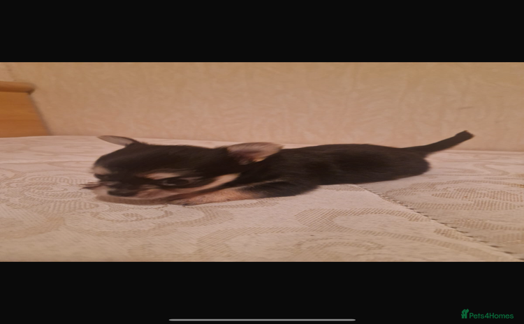 Chihuahua dogs Puppys - Advert 1