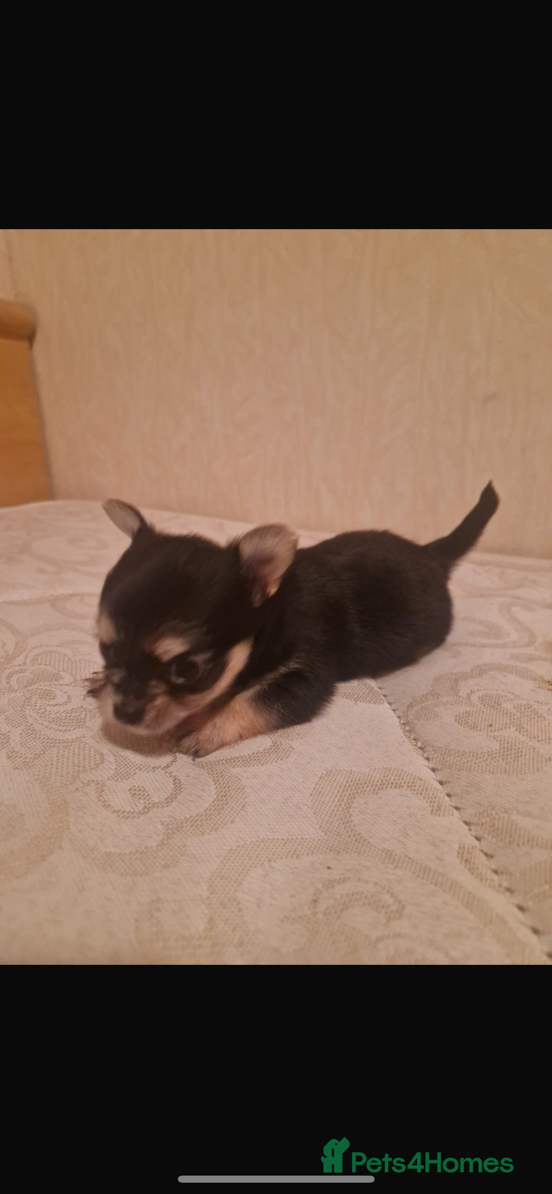 Chihuahua dogs for sale: Puppys - Advert 1