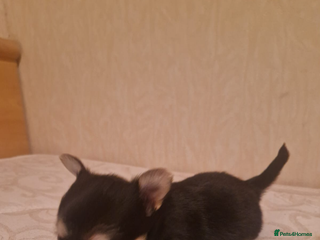 Chihuahua dogs Puppys - Advert 1