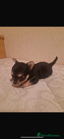 Chihuahua dogs Puppys - Advert 1