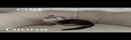 Maine Coon cats for sale: Maine Coon Kittens - Advert 8