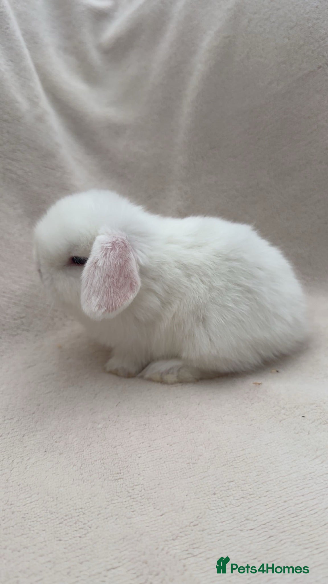 Mini Lop rabbits Lovely mini lop doe  - Advert 5