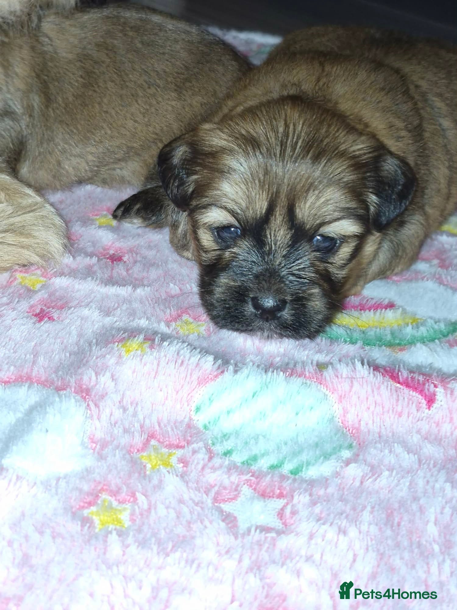 Mixed Breed dogs Lhasa-apso x Pomeranian pups - Advert 6