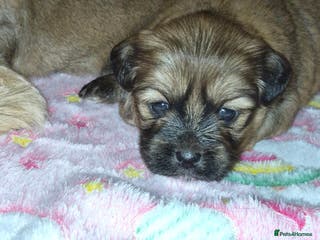 Mixed Breed dogs Lhasa-apso x Pomeranian pups - Advert 6