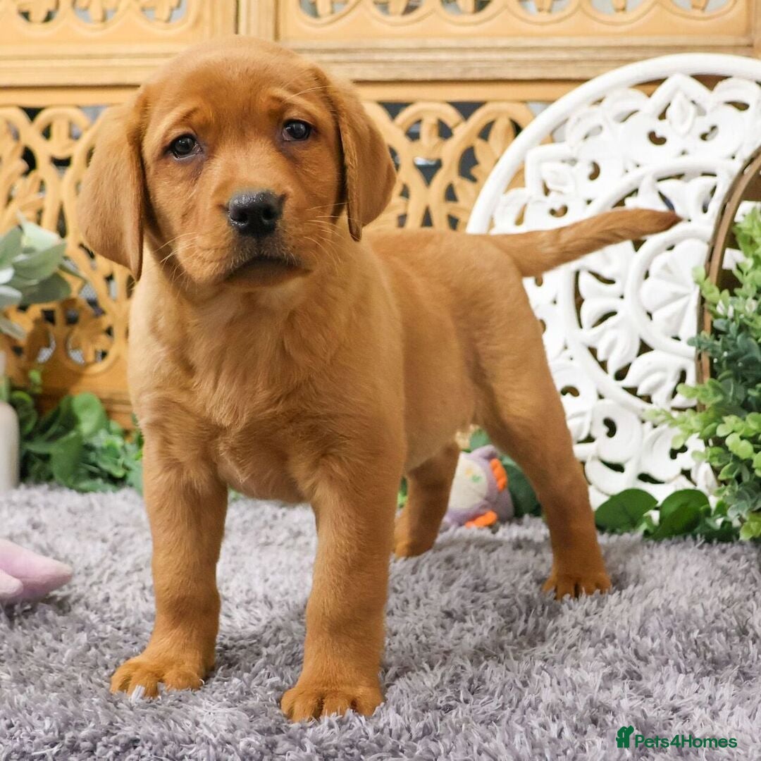 Labrador Retriever dogs labrador retriever boy available - Advert 11