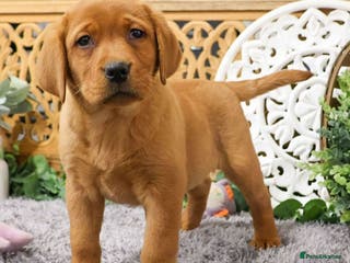 Labrador Retriever dogs labrador retriever boy available - Advert 11