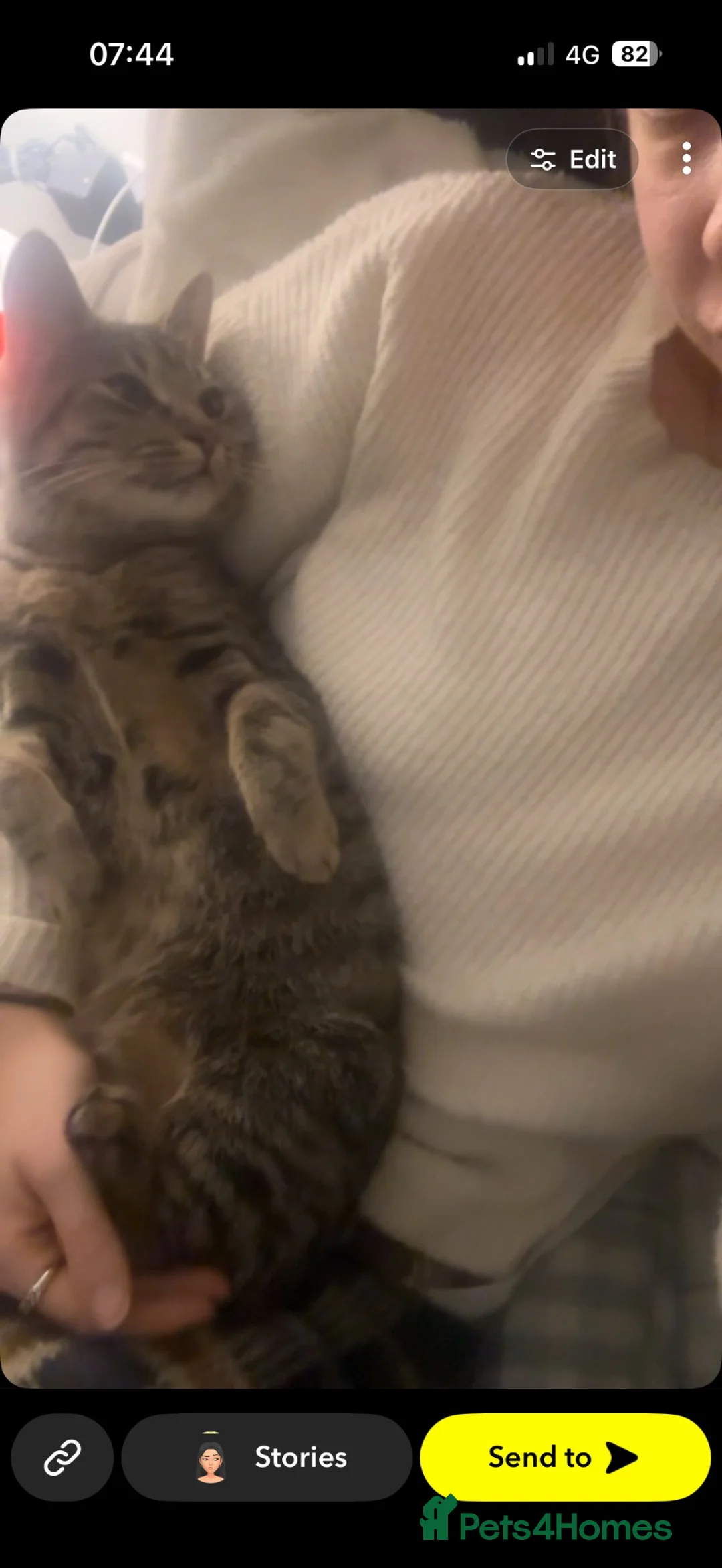 Mixed Breed cats for sale: Two babies  - Advert 7