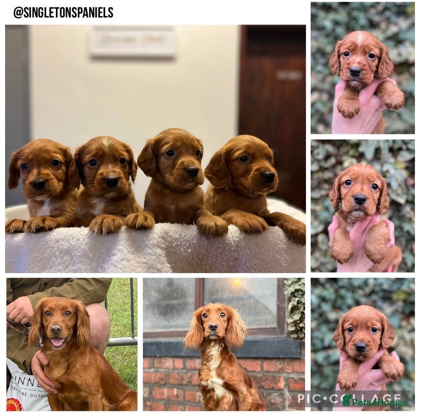 Cocker Spaniel dogs Kc Fox red, working cocker spaniels pups - Advert 1