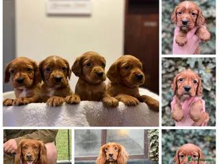 Cocker Spaniel dogs Kc Fox red, working cocker spaniels pups - Advert 1