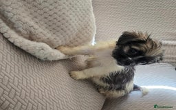 Mixed Breed dogs for sale: 6 jug x cavachon pups for sale  - Image 13