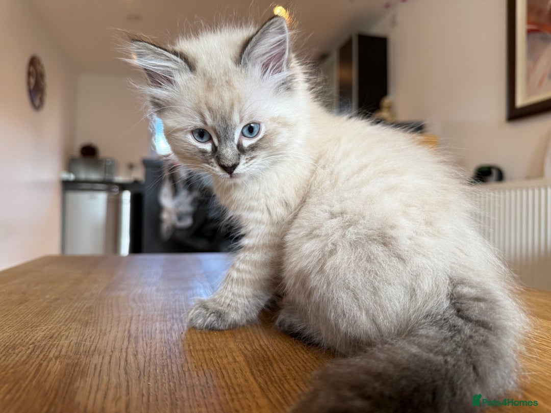 Ragdoll cats for sale: Ragdoll Kittens for Sale - Image 22