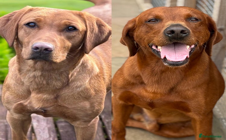 Labrador Retriever dogs - Advert 16