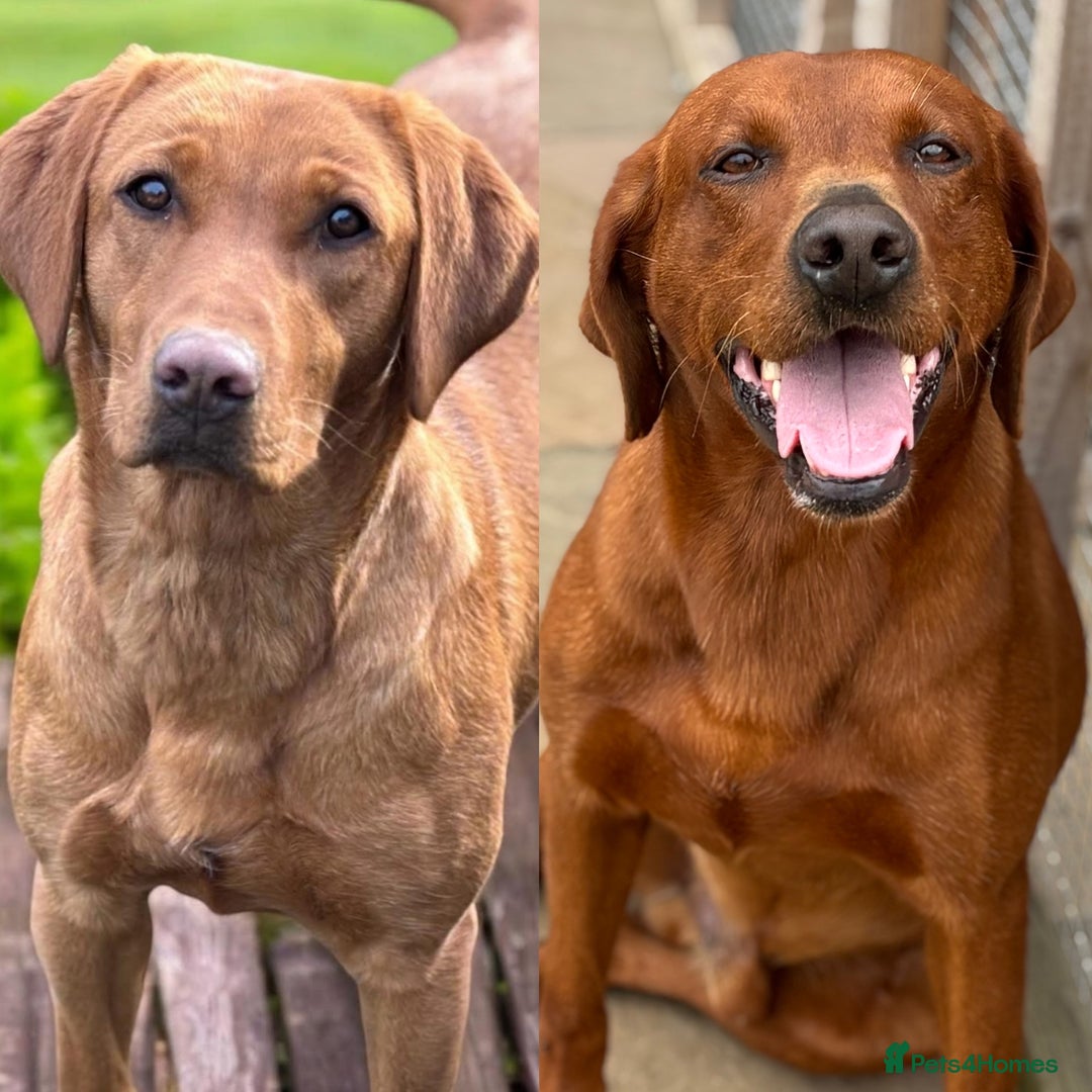 Labrador Retriever dogs for sale: WAITING LIST - KC Reg Dark Fox Red Puppies - Image 1