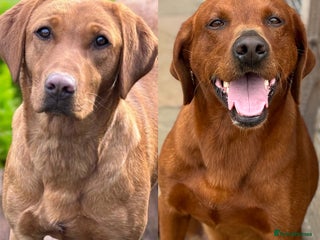 Labrador Retriever dogs - Advert 10