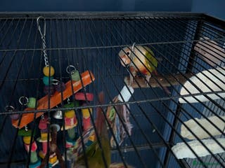 Conures birds Male & Female Greencheek highred Conures - Advert 4