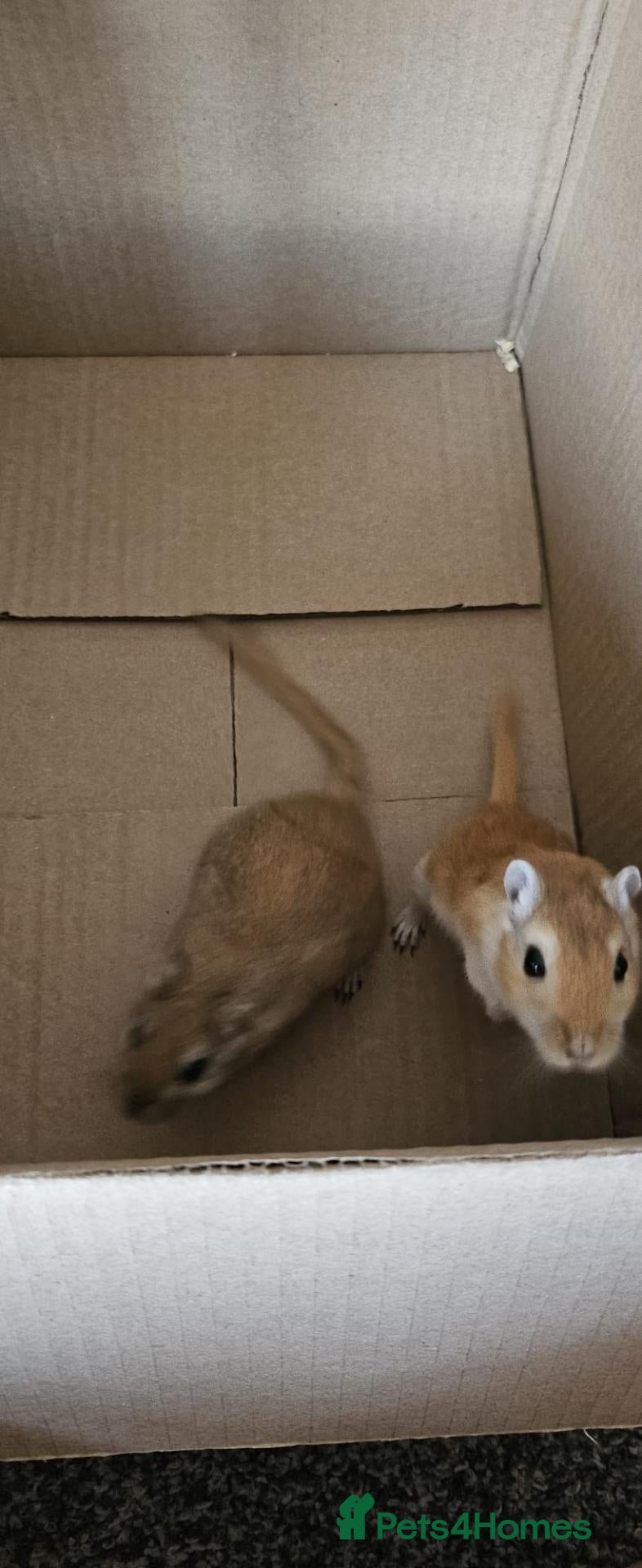 Gerbil rodents Mrs jean burgess  - Advert 1