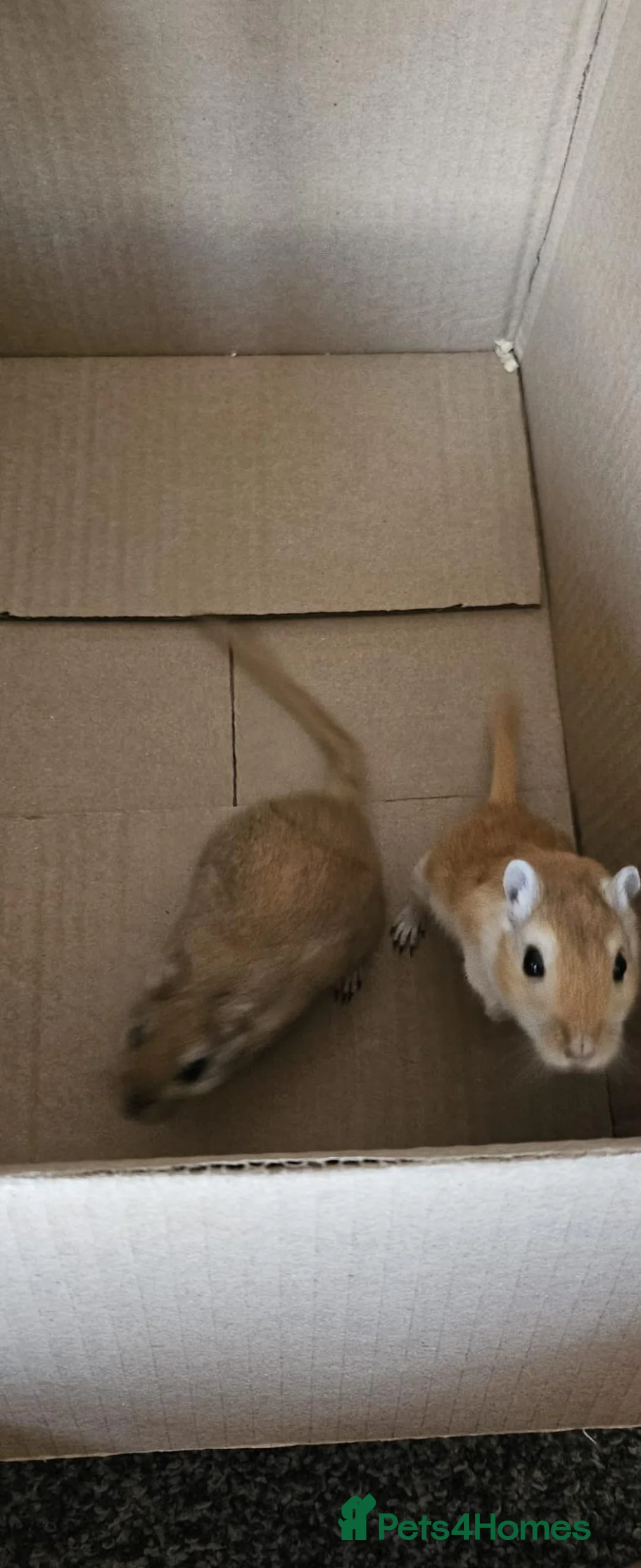 Gerbil rodents for sale: Mrs jean burgess  in Sutton-in-Ashfield - Advert 1