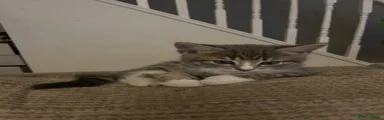 Female tabby kitten 