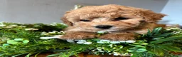 Poochon dogs for sale: Ready now Stunning mini F1 health tested Poochons - Advert 28