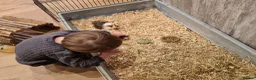 Guinea Pig rodents for sale: Herd of guinea pigs for sale in Chippenham - Advert 7