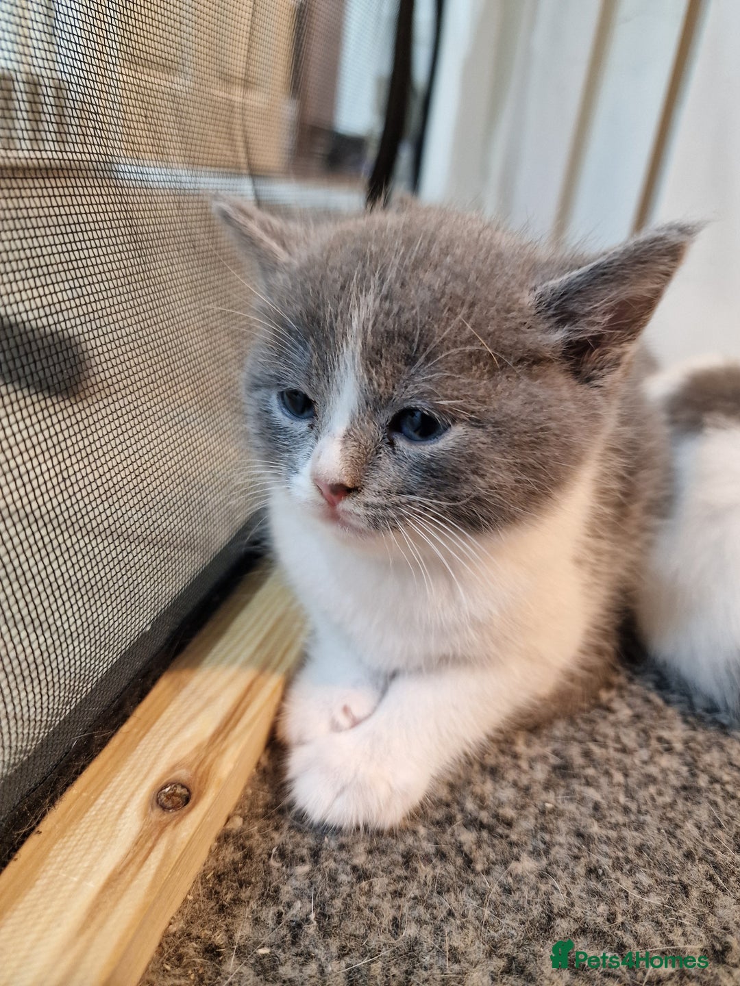 RagaMuffin cats for sale: 3 grey and white female kittens  - Image 14