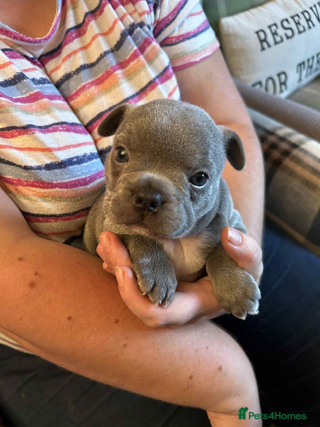 French Bulldog dogs for sale: Last One - KC French Bulldog Puppies - Image 12