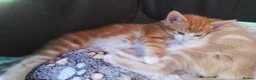 Mixed Breed cats for sale: Kittens for sale  - Advert 4