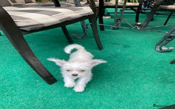 Mixed Breed dogs for sale: Beautiful playfull puppies ready now  - Image 1