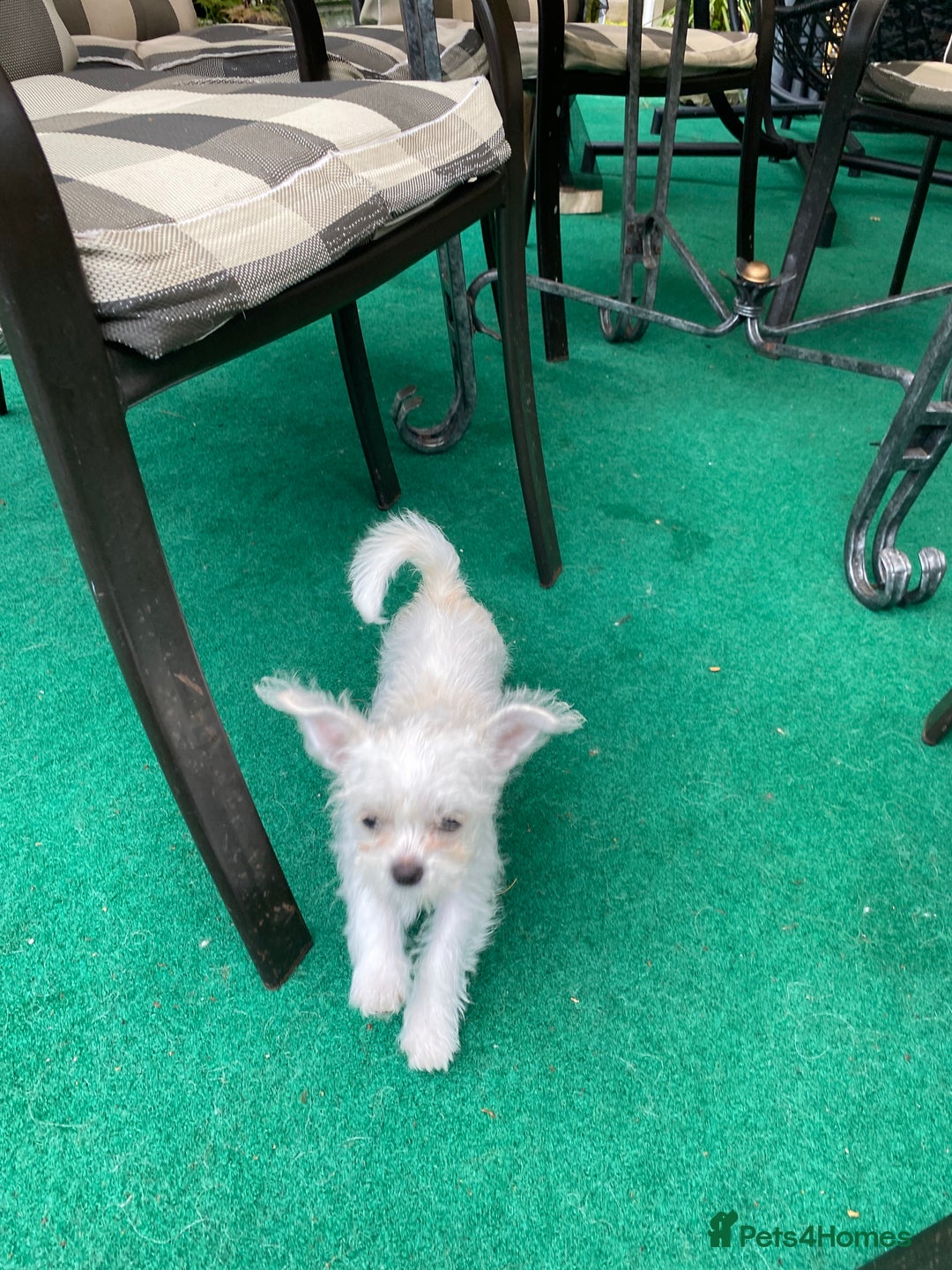 Mixed Breed dogs for sale: Beautiful playfull puppies ready now  - Image 1