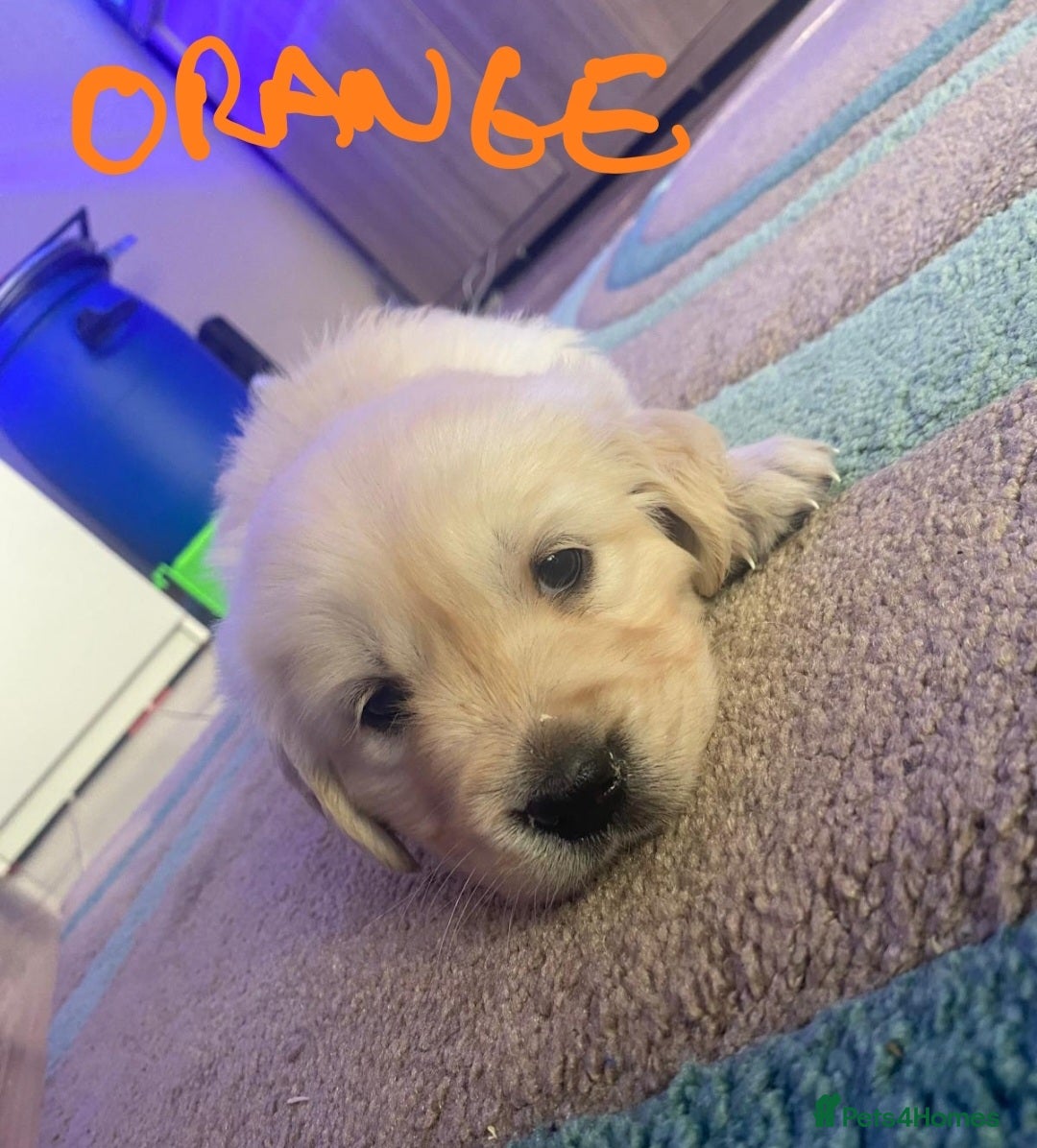 Golden Retriever dogs for sale: Gorgeous KC registered golden retriever puppys - Image 25
