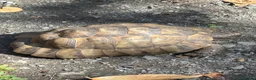 Tortoise reptiles for sale: Marginated and Spur Thighed Tortoises  - Advert 7