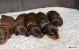 Dachshund dogs for sale: Dacshund puppies - Image 8