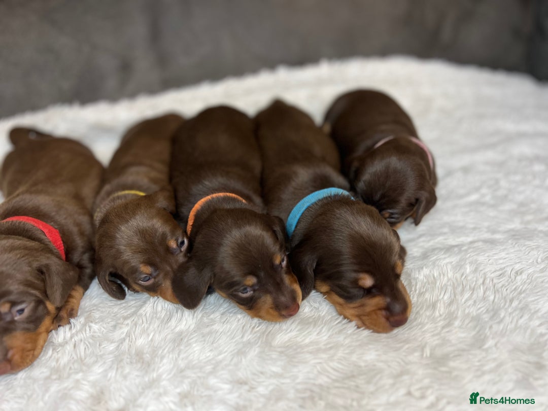 Dachshund dogs for sale: Dacshund puppies - Image 8