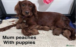 Mixed Breed dogs for sale: Ruby red cockaliers  - Advert 1