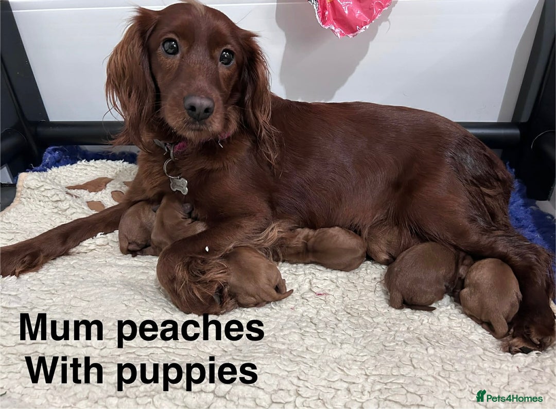 Mixed Breed dogs for sale: Ruby red cockaliers  - Advert 1